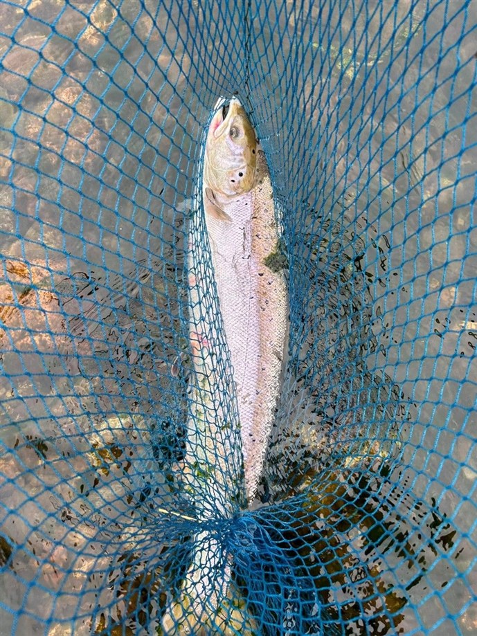 Roger Henderson fish at Dess