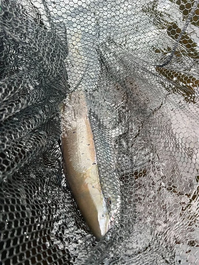 8.A cracking fish caught at Fishponds on Monday by Mr Davod Wood