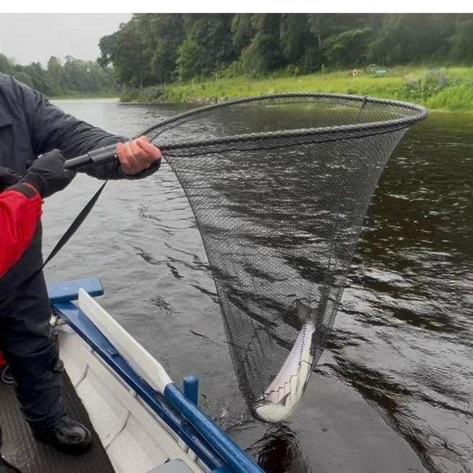 6.Angler Logan from Switzerland lands a nice fish at Meikleour