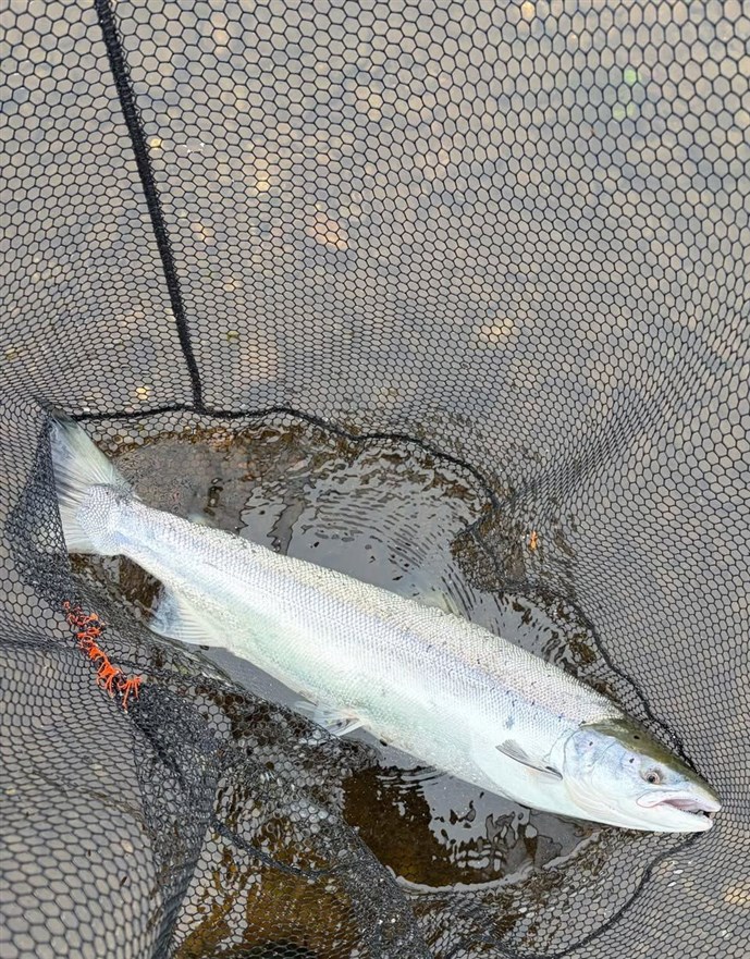 2.A Kercock cracker caught on Tuesday