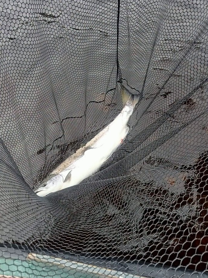 7.Mr Graeme Caton lands an Islamouth cracker on Wednesday