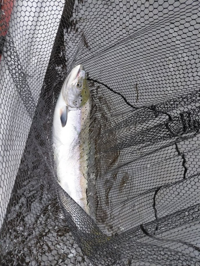 5.Moss Gold lands a nice fish at Ballathie on Monday