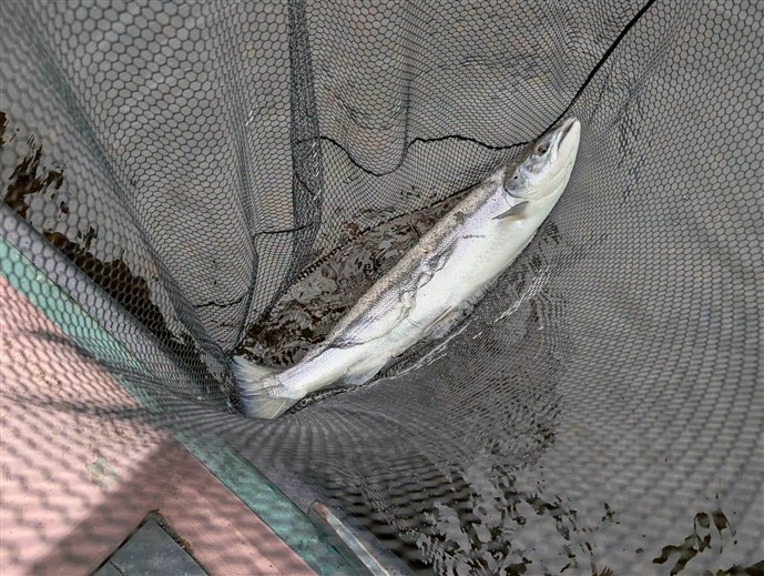 9.A good fish caught by Mr Iain Wood at Islamouth on Thursday