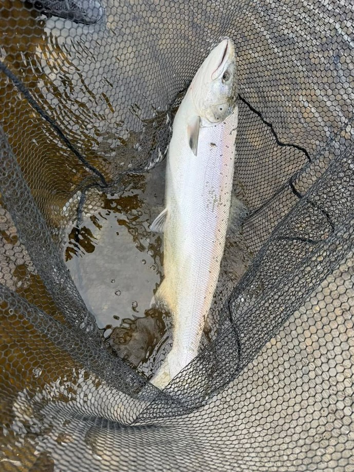 5A.One of three salmon caught by Mr Paul Jack on Saturday at Kercock