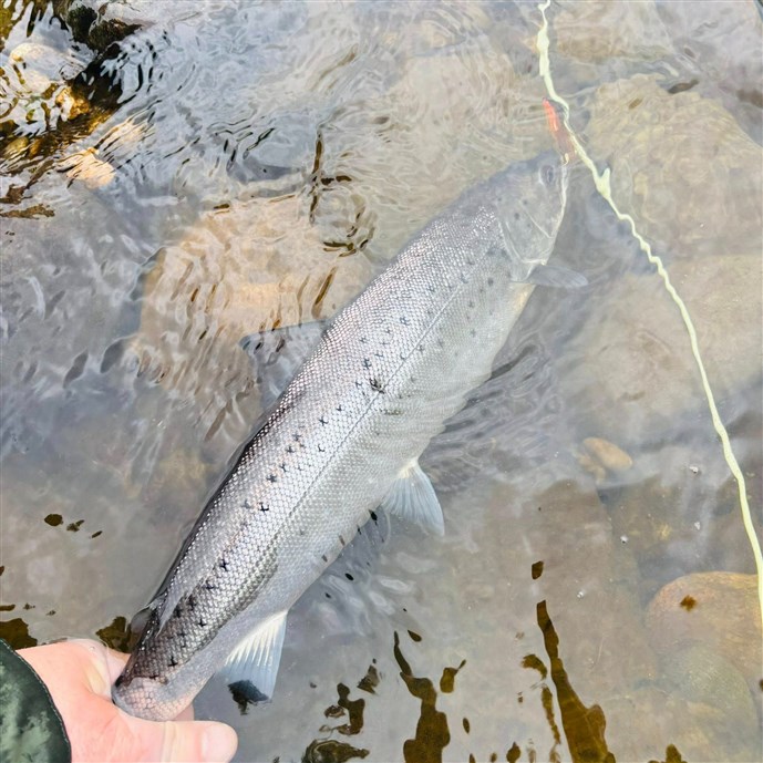A. June can be a good month for Sea trout on the Tay