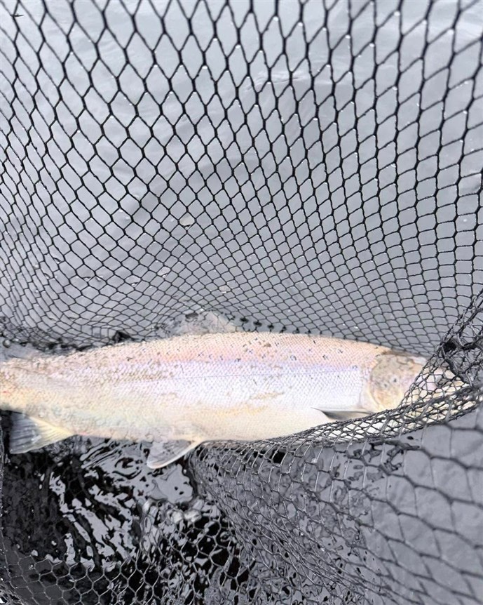 1.A nice fish caught on Loch Faskally on Thursday