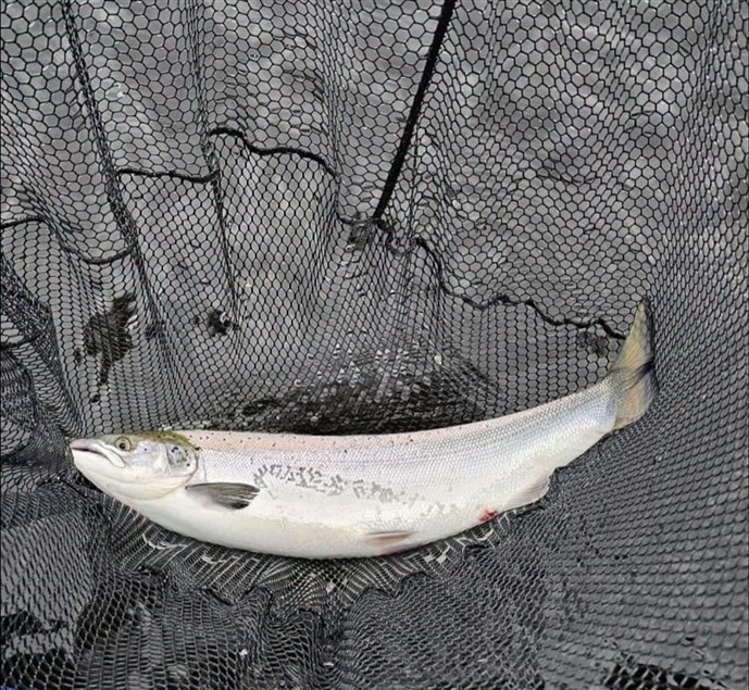 5.A lovely fish caught by angler Richard on Wednesday