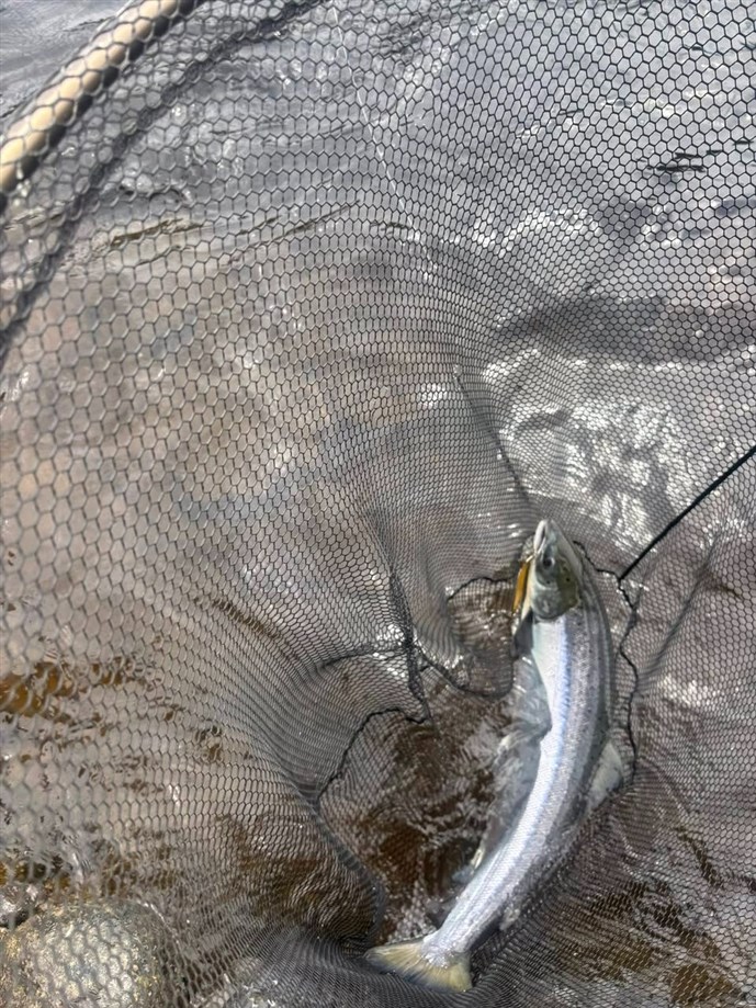 10.Mr Mark Wadland lands a Ballathie cracker!