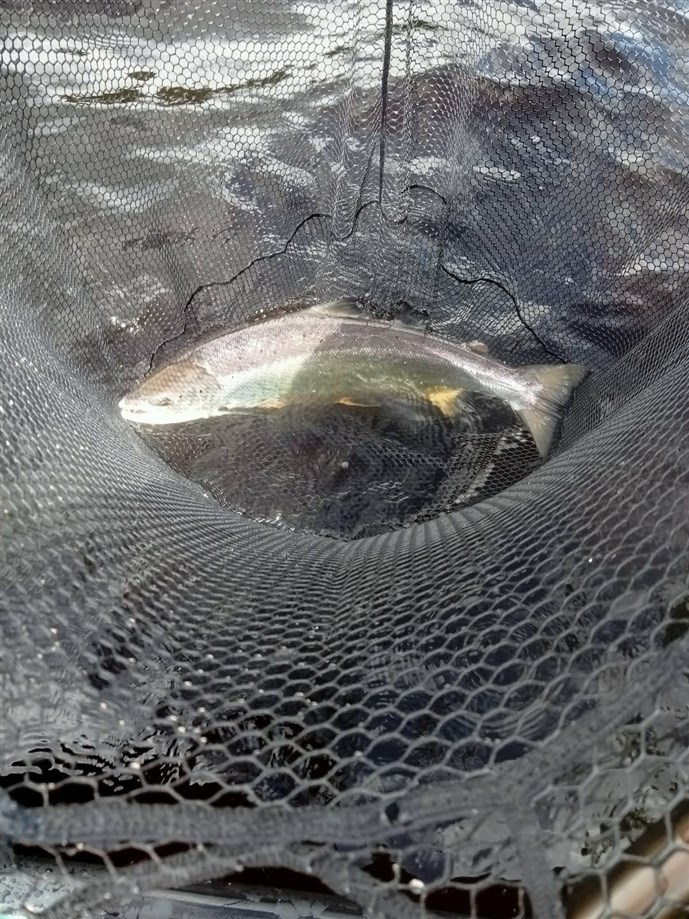 8.Mr Jim Coates lands a lovely fish fron Sandyford at Islamouth on Tuesday