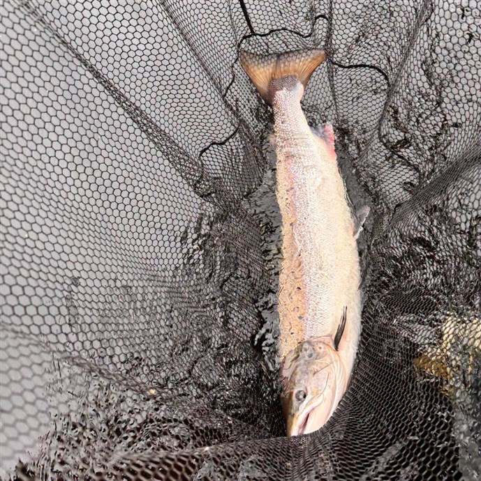 10.A good deep fish caught at Cargill on Thursday