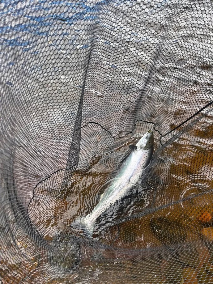 11.A fine grilse caught at Ballathie on Thursday by Mr Will Scholey