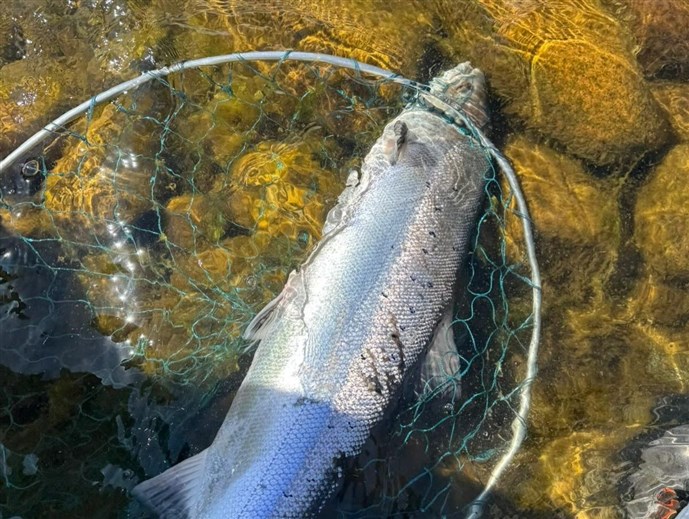 Tom Hammond 13lb, Birse