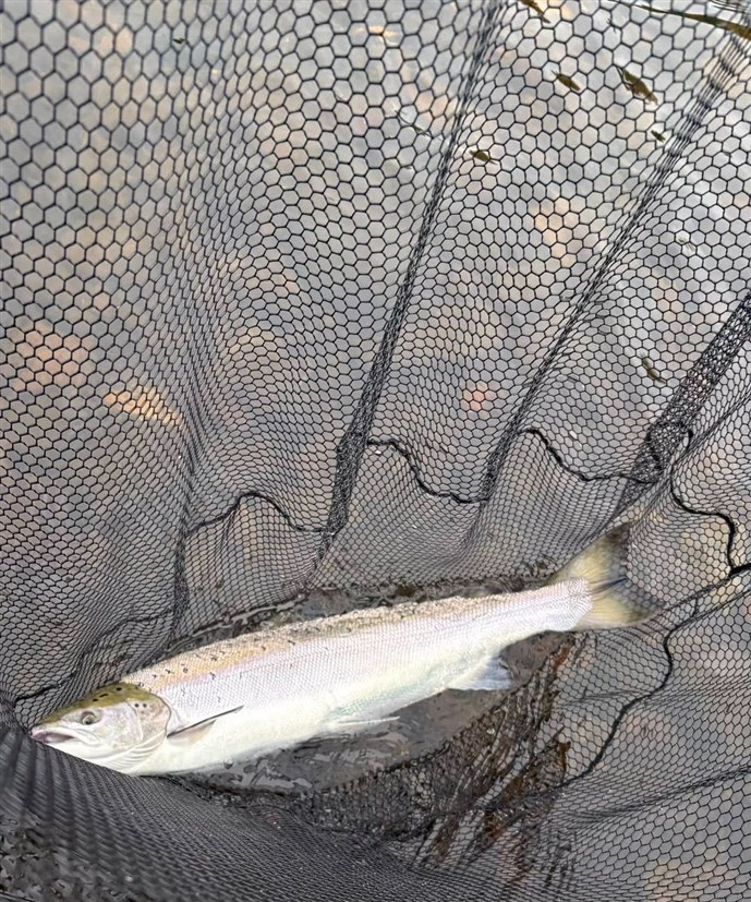 2.There was more success at Newtyle on Tuesday!