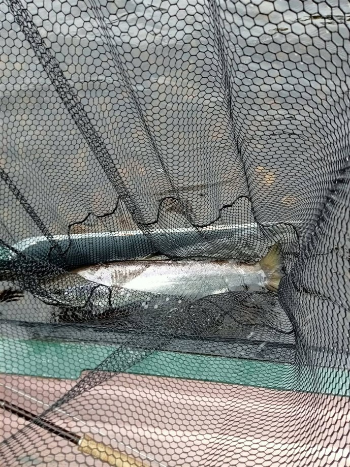 6.Mr Jonathan Fenwick with a nice fish caught at Islamouth on Monday