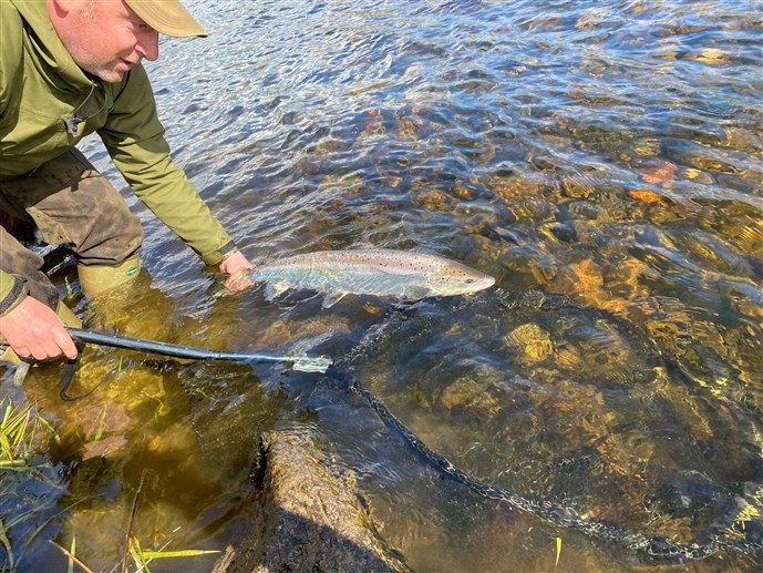 Ali the Ghillie sets a salmon on its way at Dess in April 2024