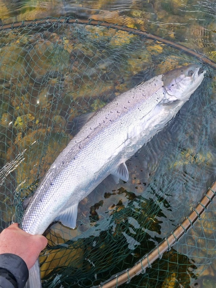 Bright silver springer to the rod of John Mcallum in April at Cambus