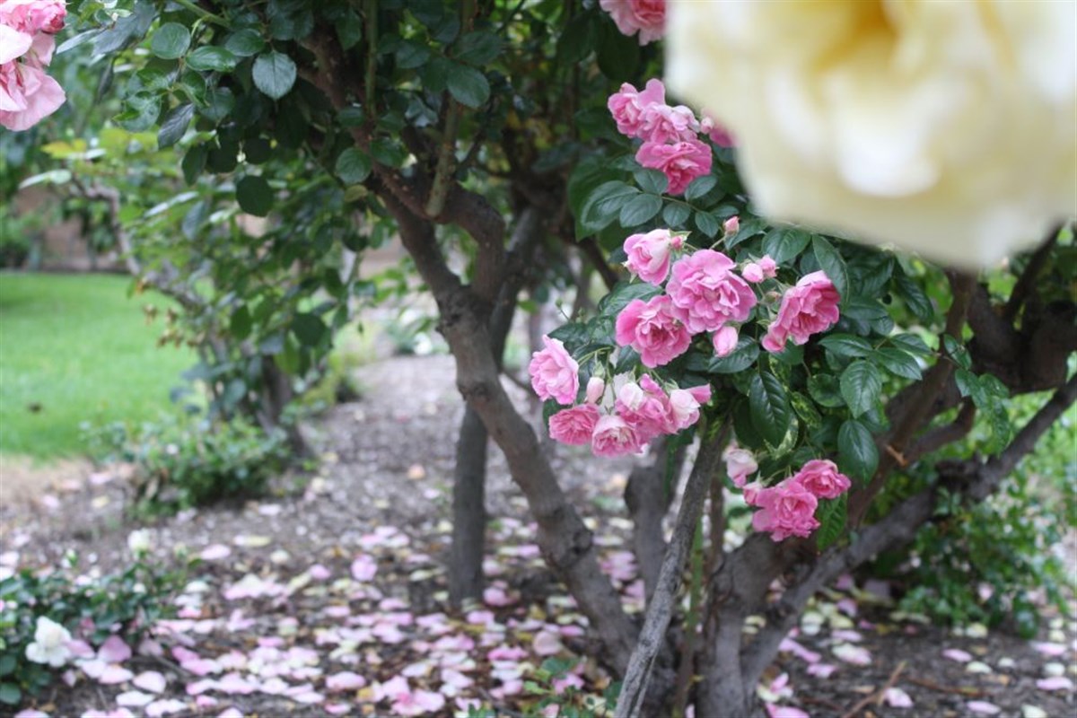 St. Mary's College Gardens