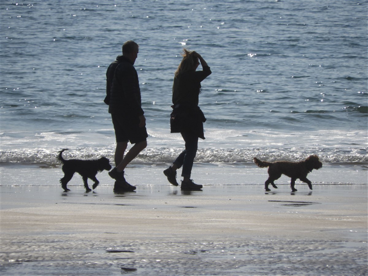 Dog walking at Freshwater West - home to Dobby's "Grave"