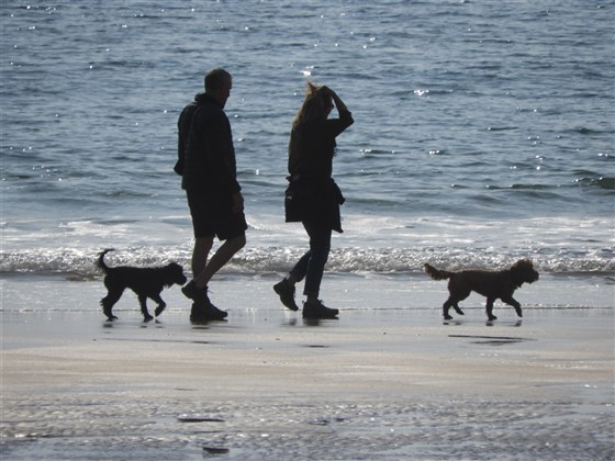 Dog walking at Freshwater West - home to Dobby's "Grave"