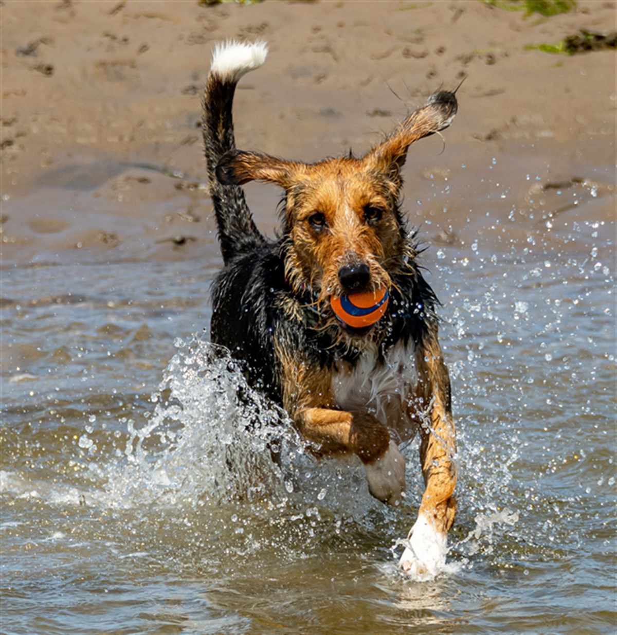Fun in the waves