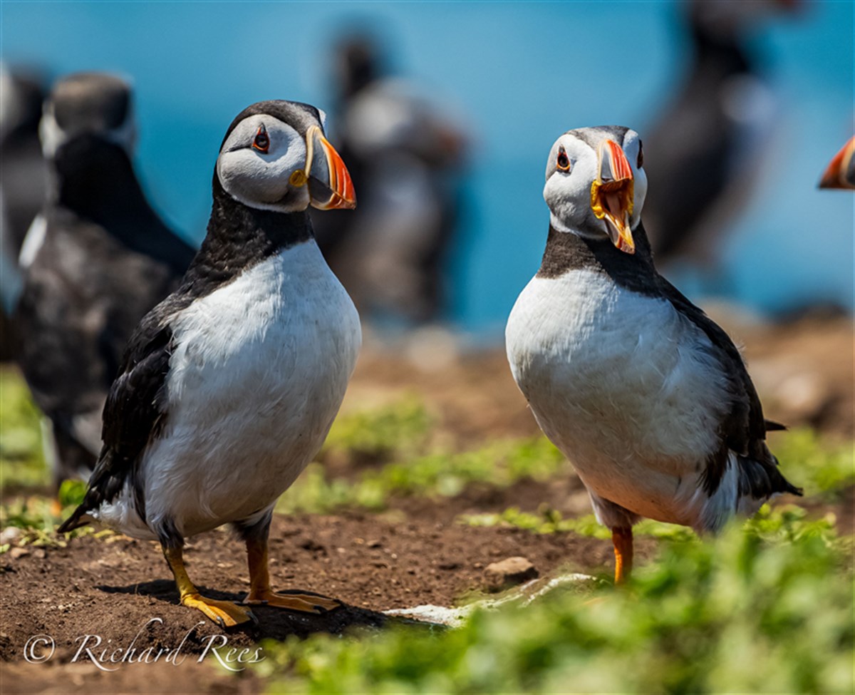 Puffins on Skomer - a must see!