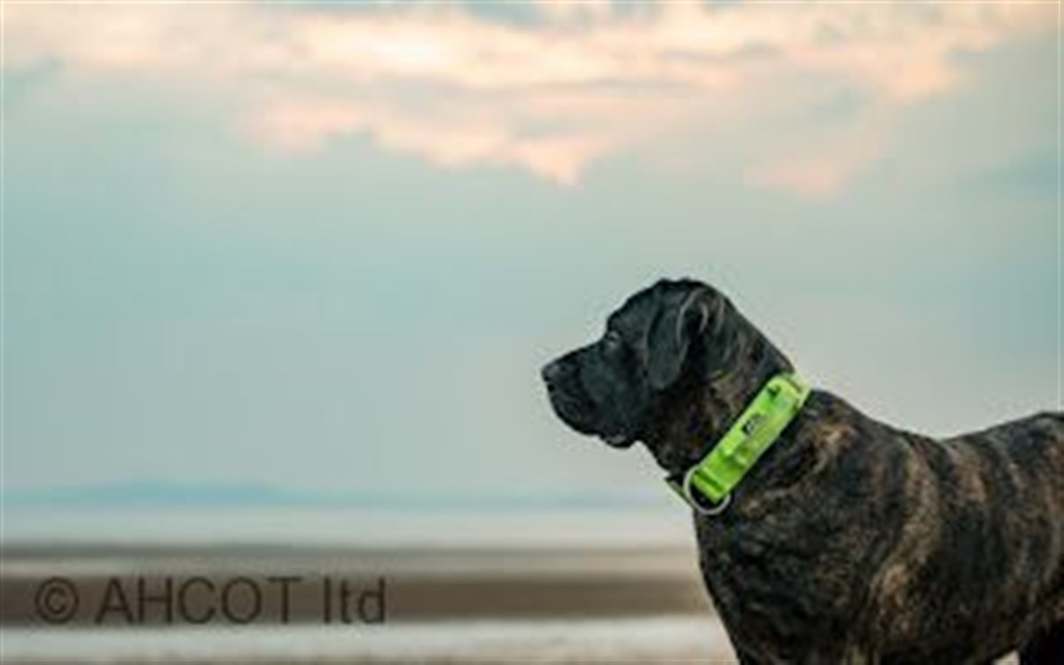 Playas aptas para perros
