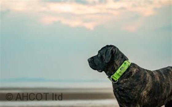 Playas aptas para perros