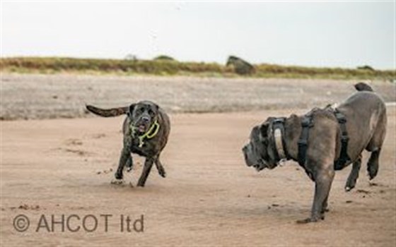 Playas aptas para perros
