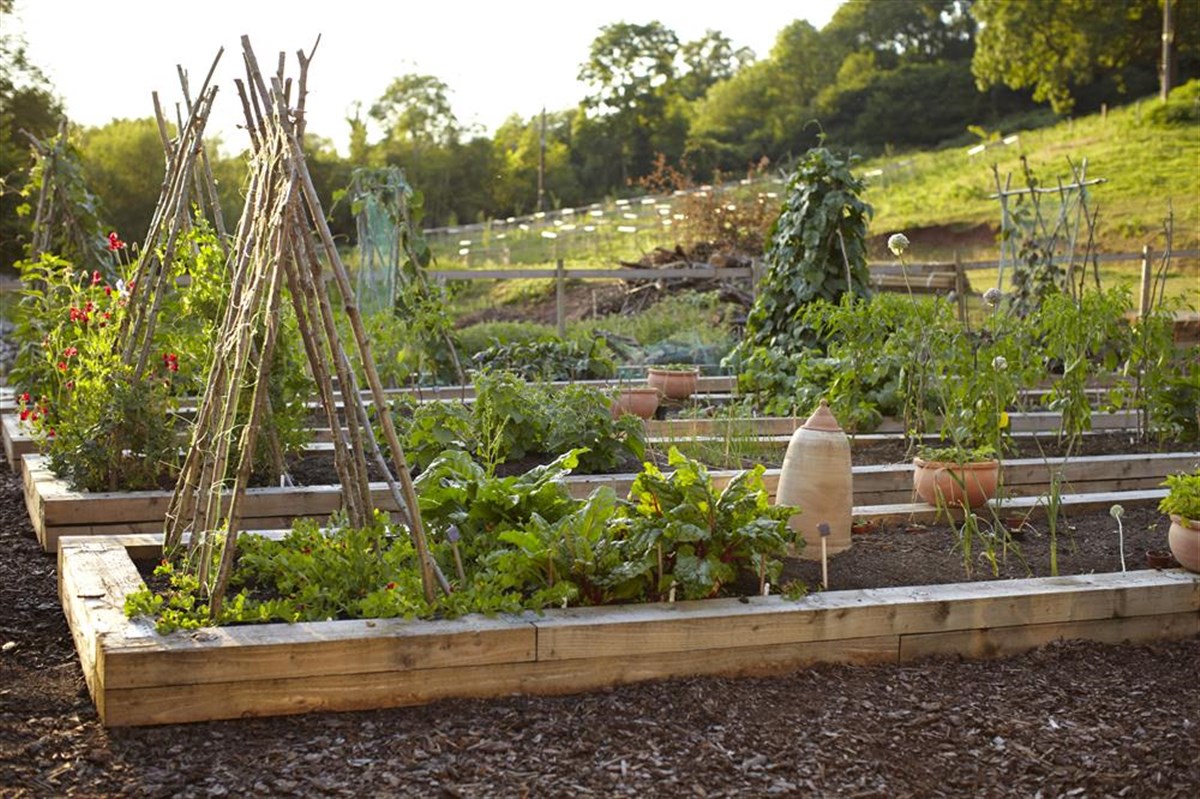 Kitchen Garden